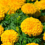 Marigold & Health Benefits