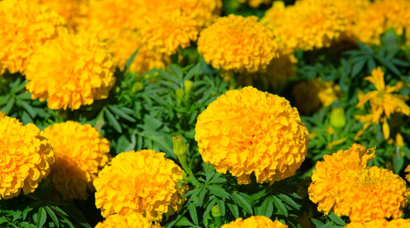 Marigold & Health Benefits